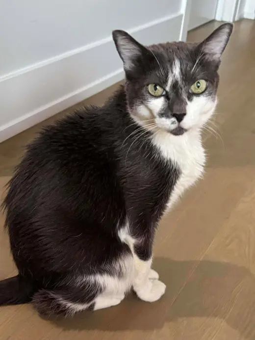 Peggy (Mojo)