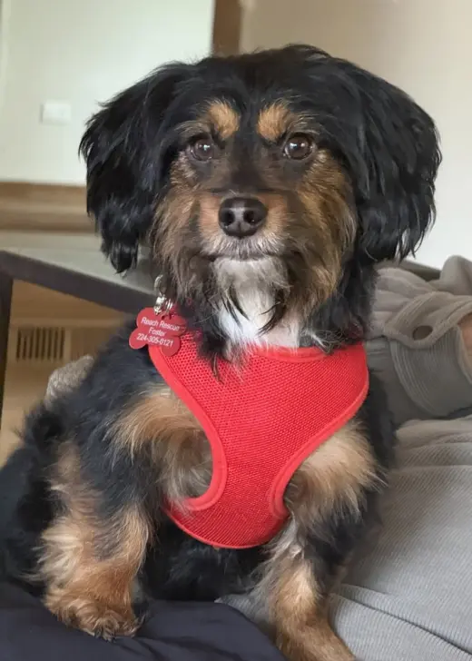 Seamus
