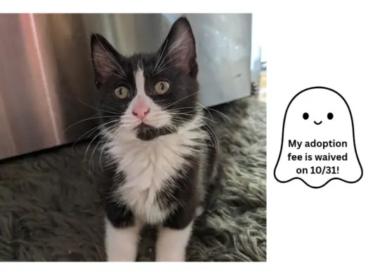 MISO*
