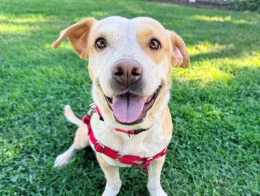 PEPPER