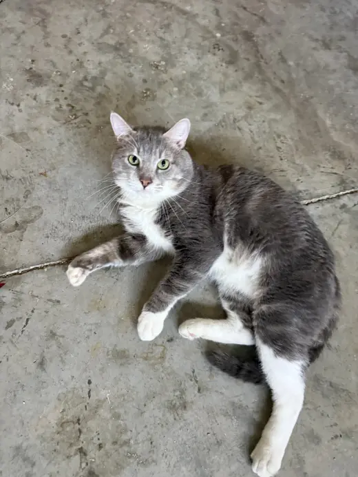 Gordon