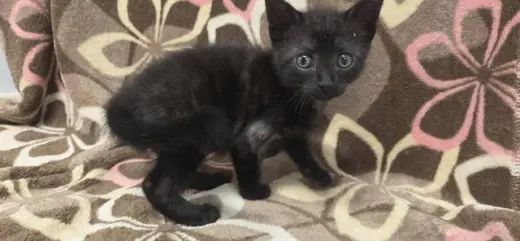 ELVIRA