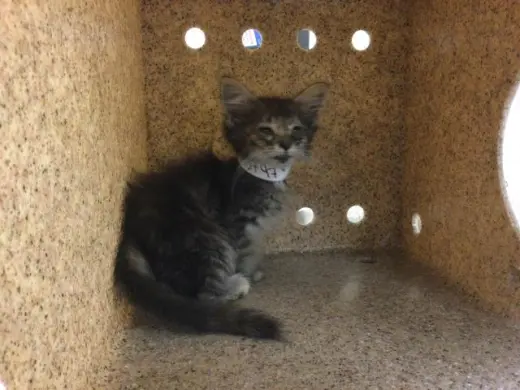 TINY TINA
