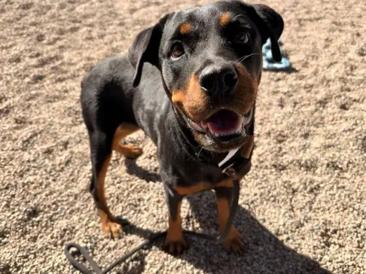DARLA