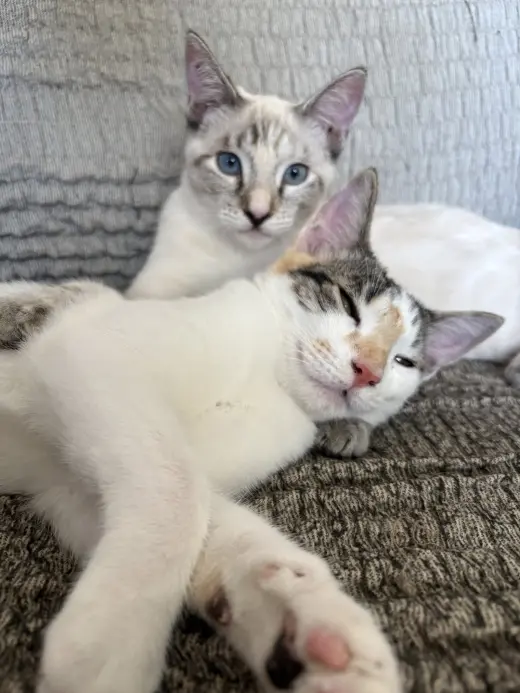 Callie & Cleo (Bonded pair)