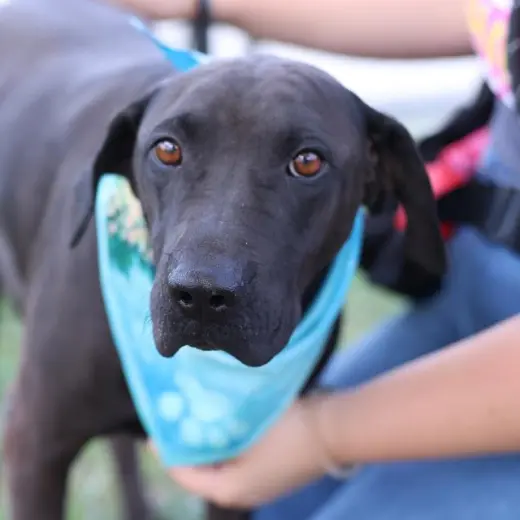 OSA