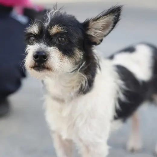 DUKE