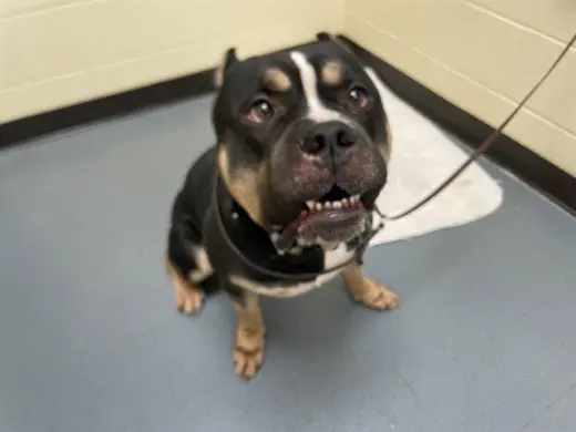 SOSA
