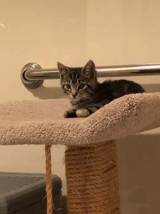 Cinder (foster cat)