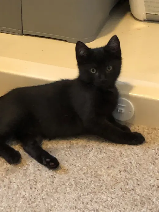Ebony (foster cat)