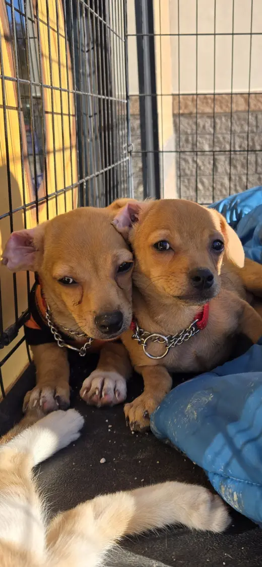 Nico&Toby