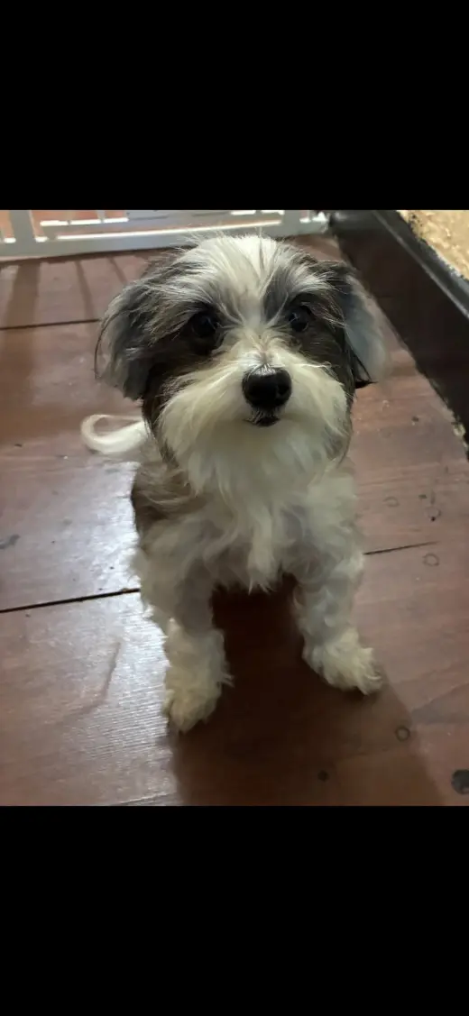 Rosie