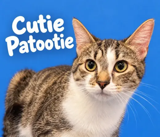 CUTIE PATOOTIE