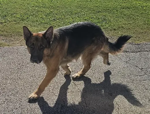 DINO