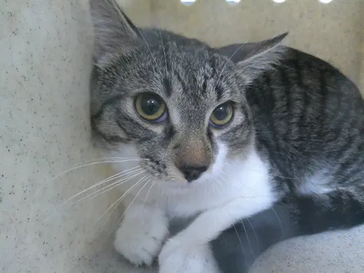 WORKING CAT