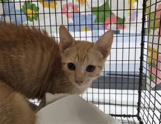 *BUTTERNUT