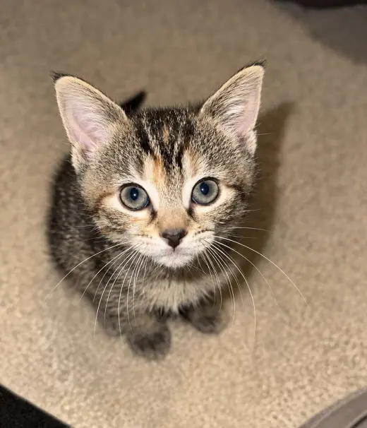 Mongo (foster cat)
