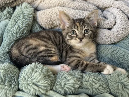 Kiwi (foster cat)