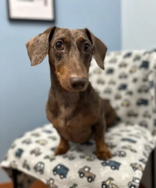 Milo