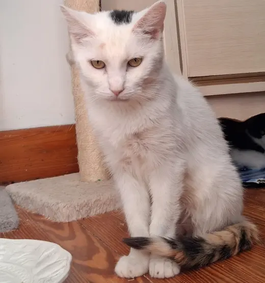 Betty White (foster cat)