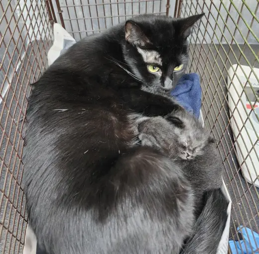 AGATHA