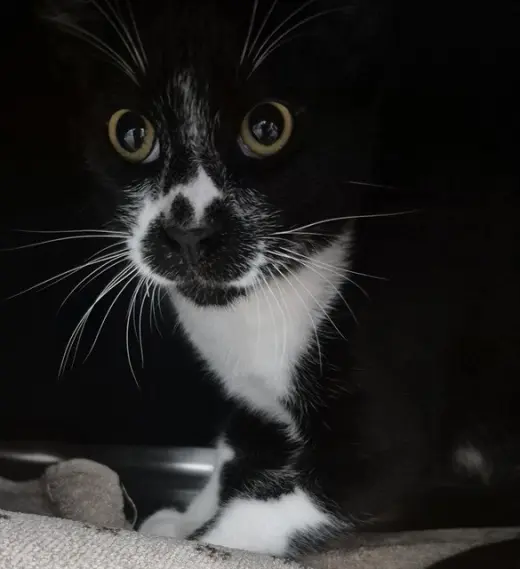 HOUDINI