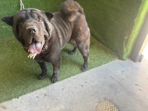 BALOO
