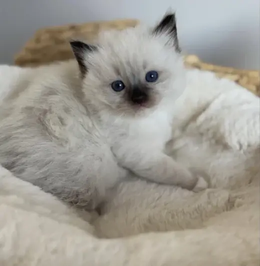 Gatito británico de pelo corto