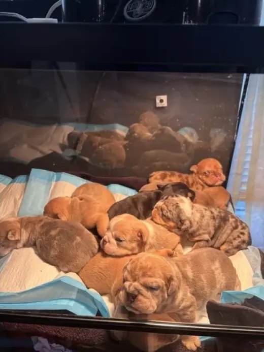 Bulldog inglés For sale