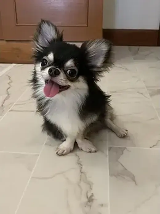 Chihuahuapuppies ( Girls and b