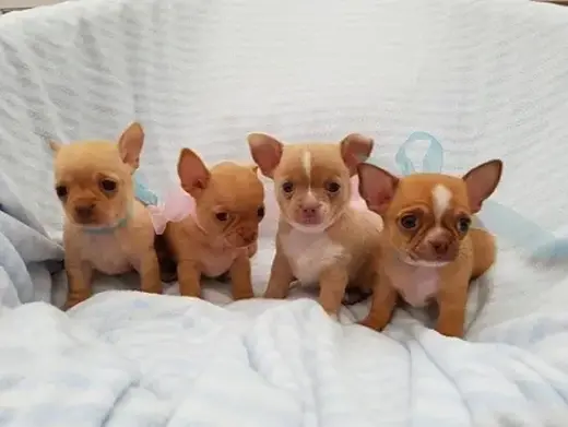Chihuahuapuppies ( Girls and b