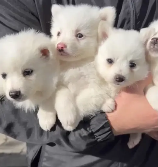 Mini Poms en venta