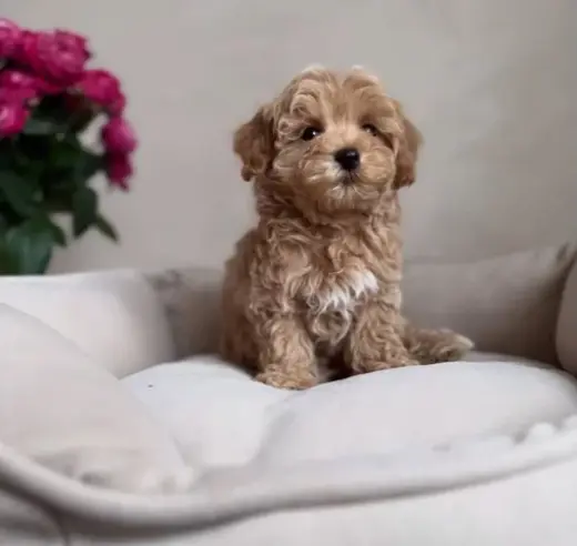 Adorable Maltipoo en Venta