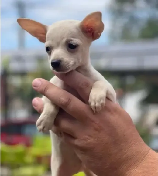 Adorable Chihuahua en Venta