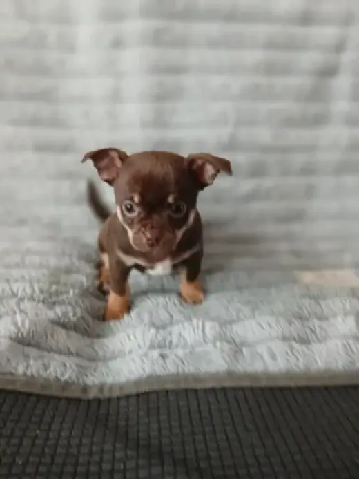Adorable Chihuahua en Venta