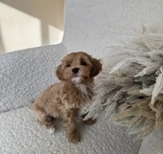 Cavapoo Toy F1B listo