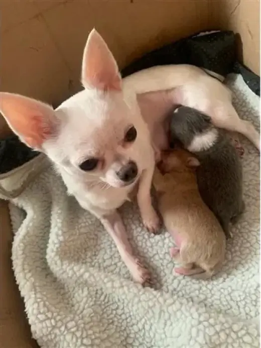 Short-haired chihuahua puppesi