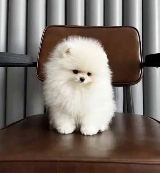 Cachorros de Pomerania