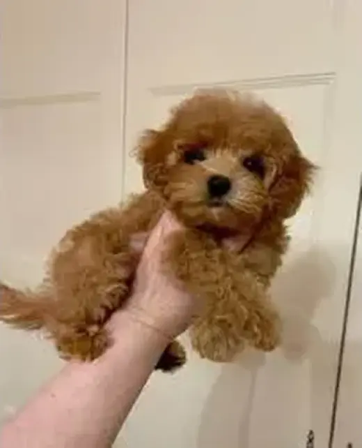 Cachorros de Super sweet poodl