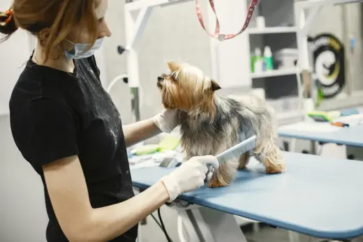 Salon Estetica Canina Broward