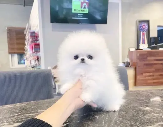 French bulldog and Pomeranian