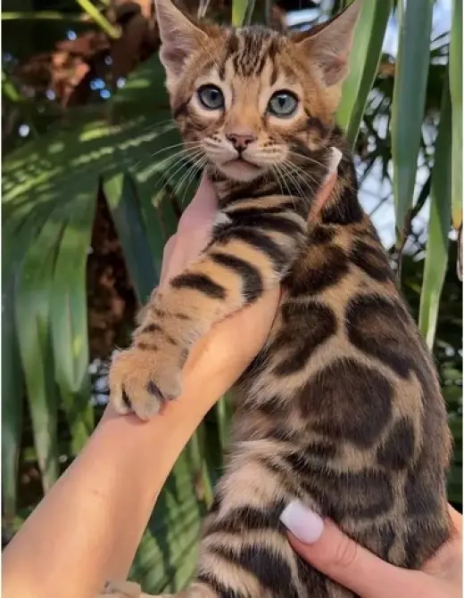 Gatitos Bengalíes en venta