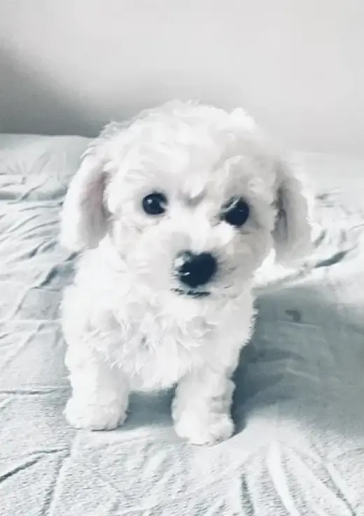 Adorable Maltipoo Puppies