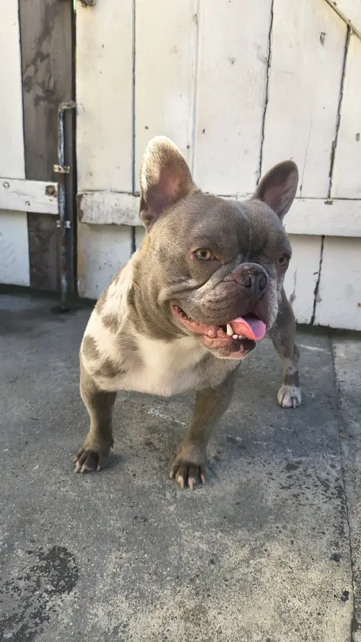 Frenchie macho