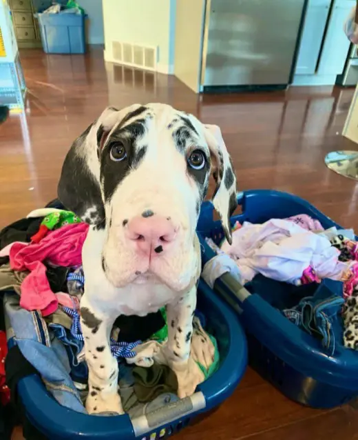 Adorable male Great Dane puppy