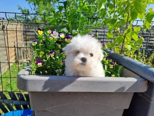 En Adopcion Bichon Maltese