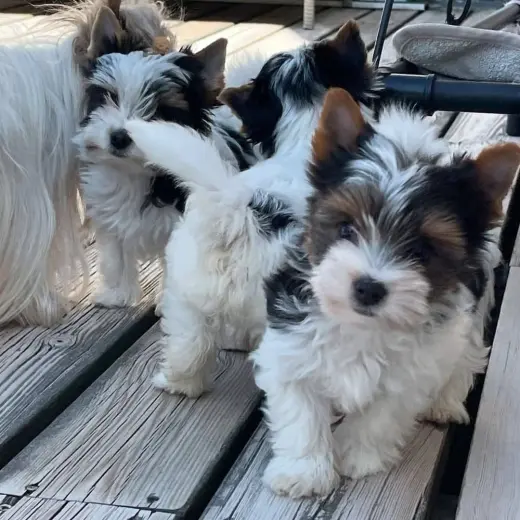Adorable Yorkshire Terrier.