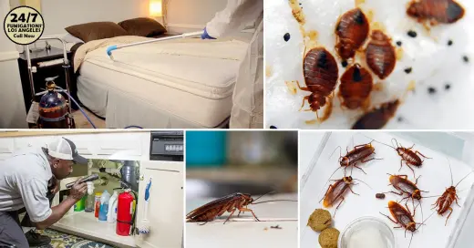 FUMIGACIONES ~ EXTERMINADORES LOS ANGELES.-