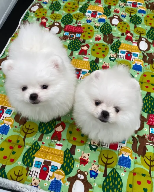 Adorables Cachorros Pomerania en Venta