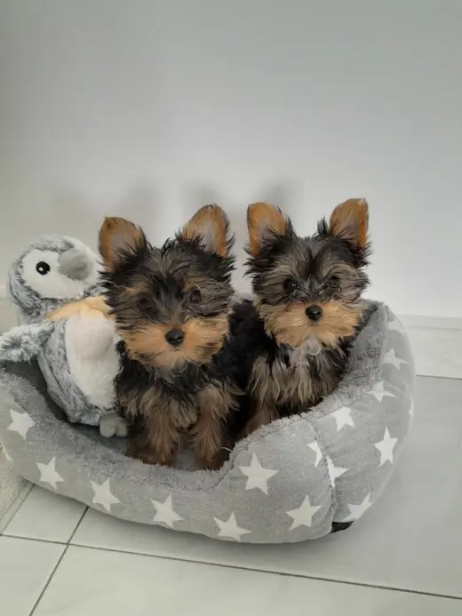 Adorable Cachorros Yorkie